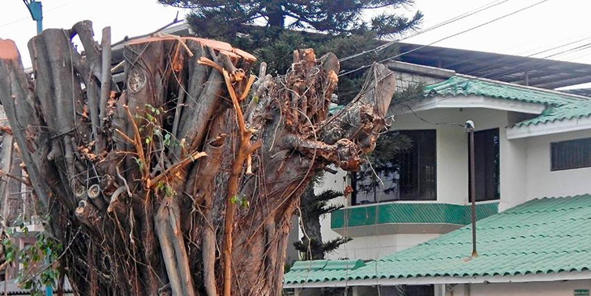 Guayaquil: Administrador de la ciudadela Las Garzas es multado con USD 6 580 por mutilar árboles