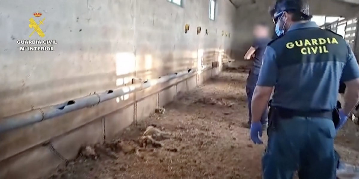 La Guardia Española encontró 32 perros muertos que fueron abandonados sin agua ni comida