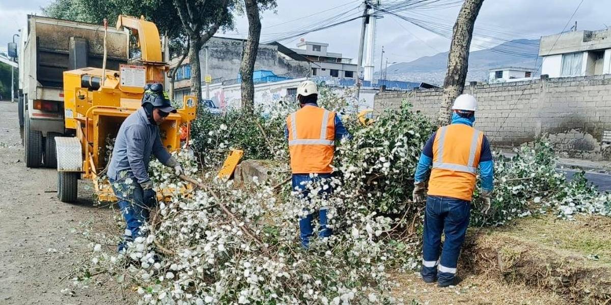 Quito: 2 520 árboles en peligro de caer se han retirado en 2025