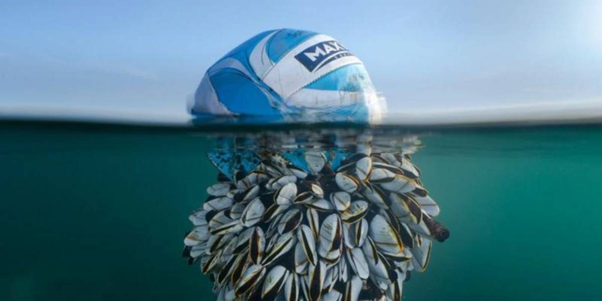 Mitad balón de fútbol, mitad percebes: la impresionante foto que se llevó el premio del British Wildlife Photography Awards