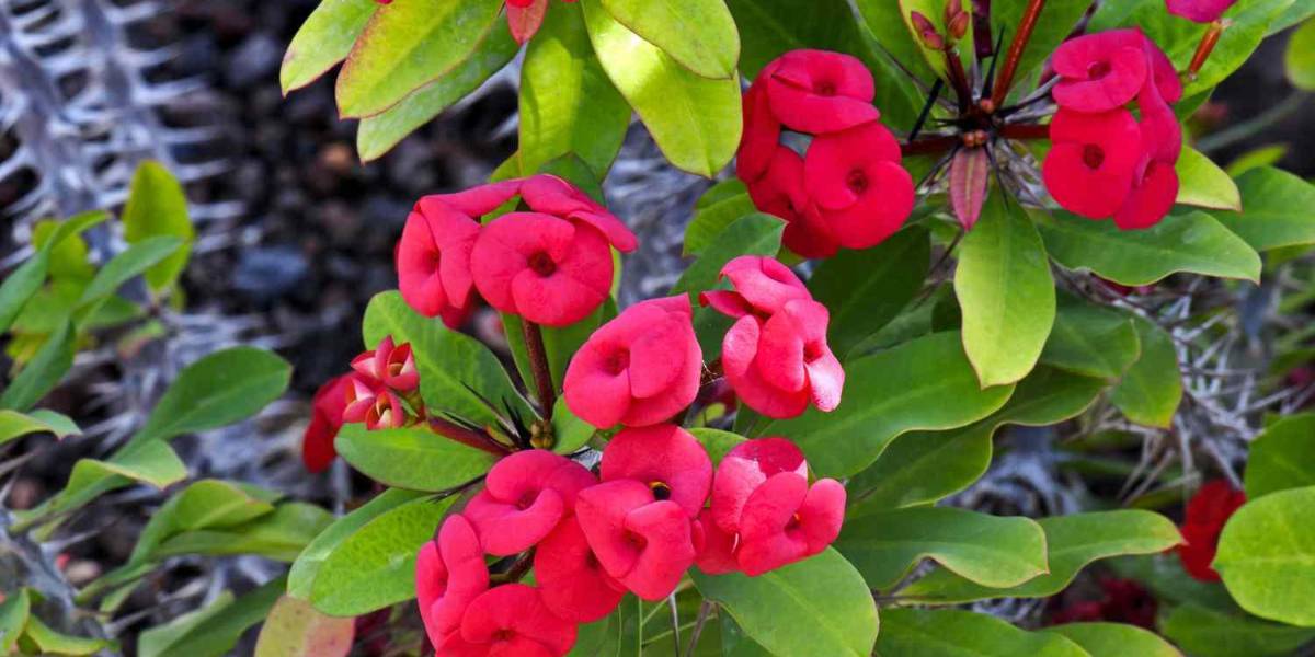 Una hierba elimina los parásitos, protege la vesícula y es antioxidante, ¿cómo se debe consumir?