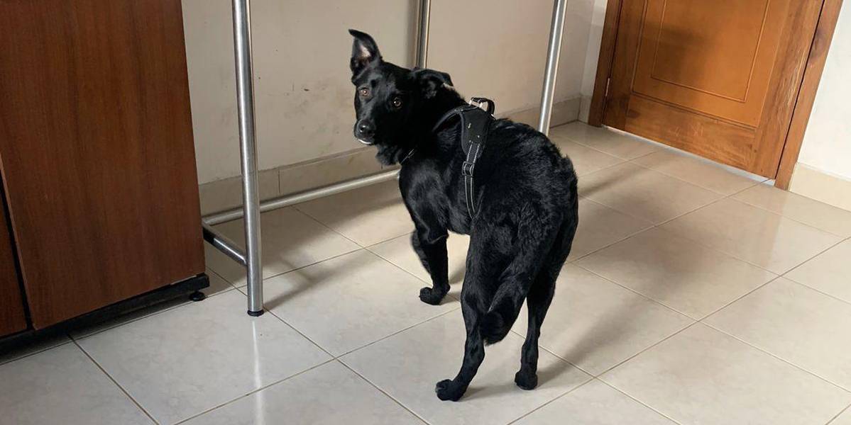Perro golpeado en un balcón de una casa de Quito fue rescatado