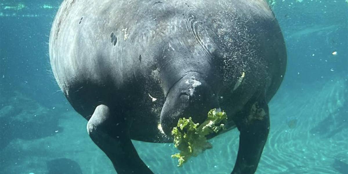Manatí gravemente herida vuelve al mar tras 15 meses de cuidados en Florida
