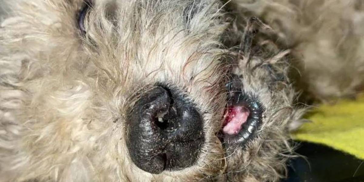 Un perrito fue apuñalado doce veces y abandonado en el norte de Quito