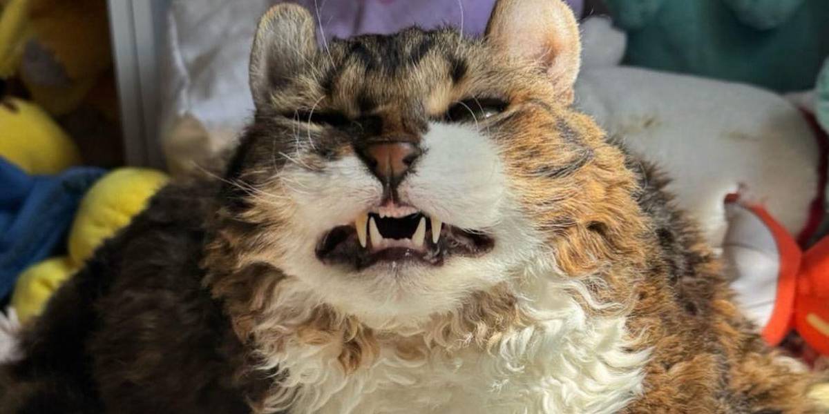 Jimmy, un gato que se viraliza en redes sociales por su pelaje rizado