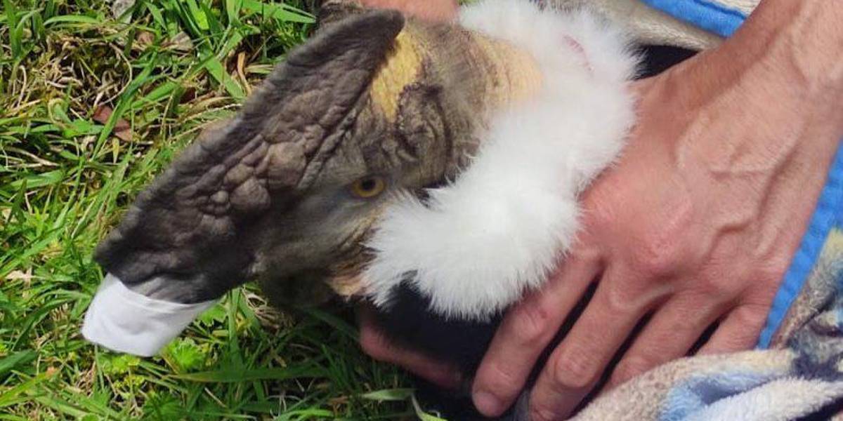 El cóndor herido de bala en Cuenca está en recuperación