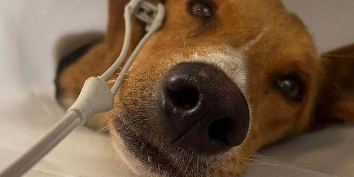 Así avanza la recuperación de Teddy, el perrito violado y atropellado en el sur de Quito