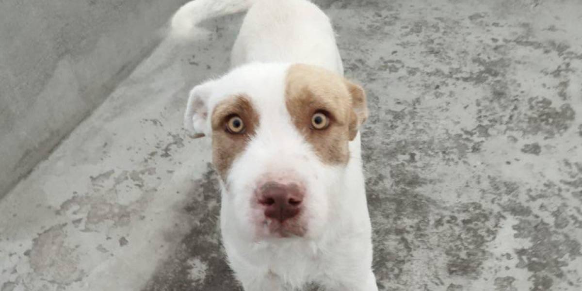 Quito: ¿qué pasó con el perro atrapado en los alambres de un poste, tras saltar de la terraza?