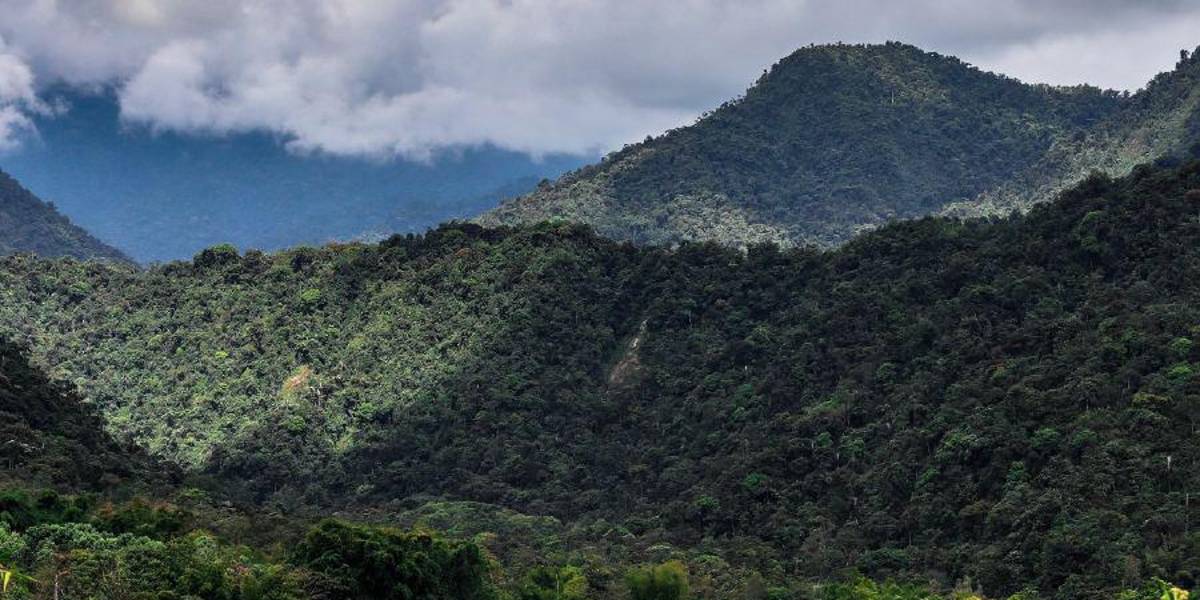 Elecciones Ecuador 2023: 10 organizaciones participarán en campaña por consulta del Chocó Andino