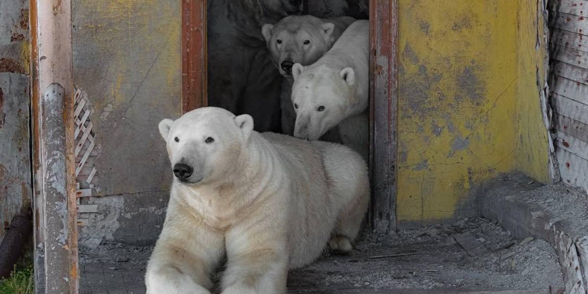 Osos polares se adueñan de una estación de investigación polar abandonada en una isla rusa
