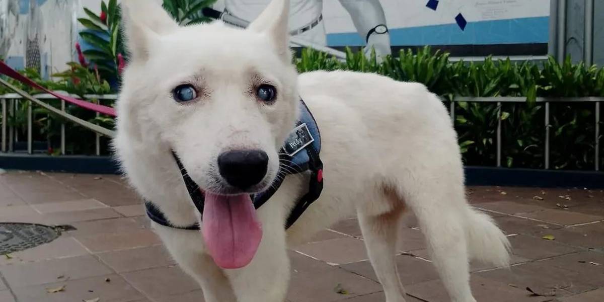 Una fundación de Guayaquil busca hogar para perro con ceguera