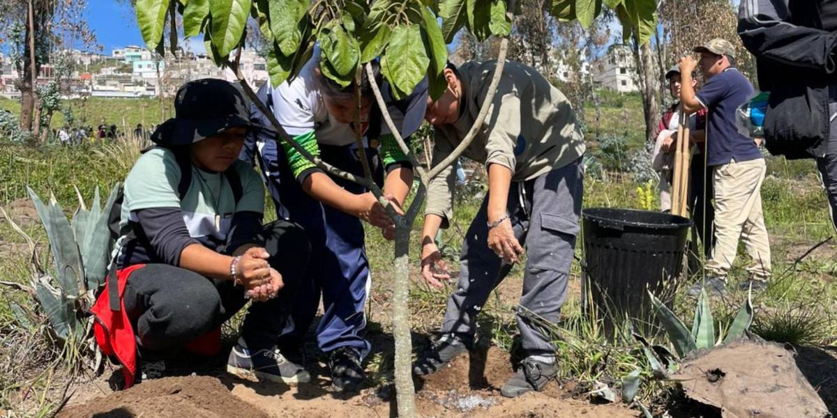 Quito | El 96 % de las plantas sembradas tras los incendios forestales sobrevive