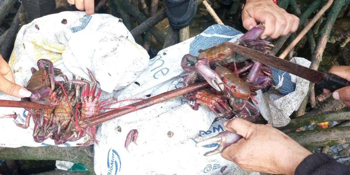 340 cangrejos capturados en plena veda fueron liberados en Guayaquil