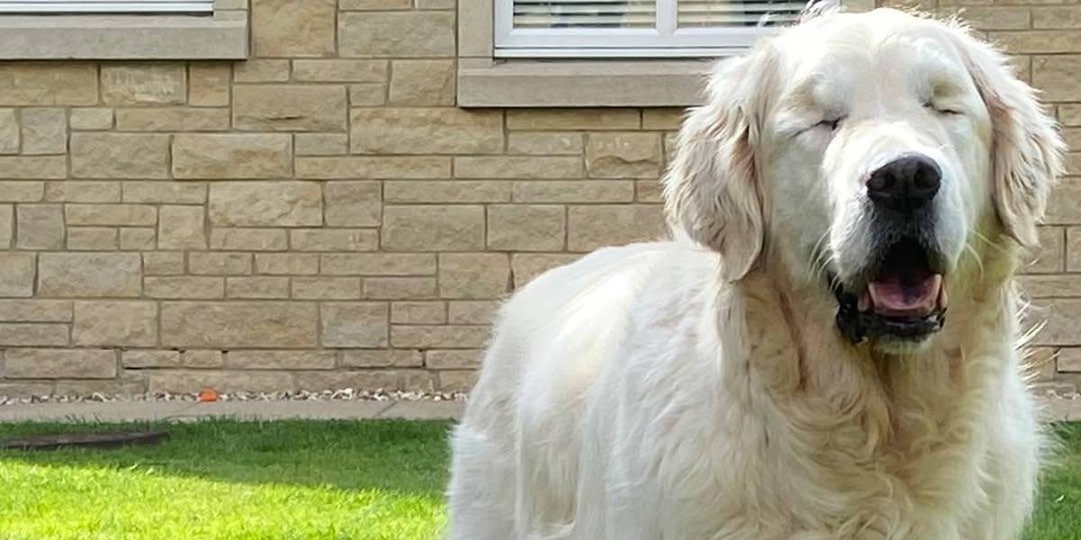 Tao y Oko, la historia de un perrito ciego y su hermano guía