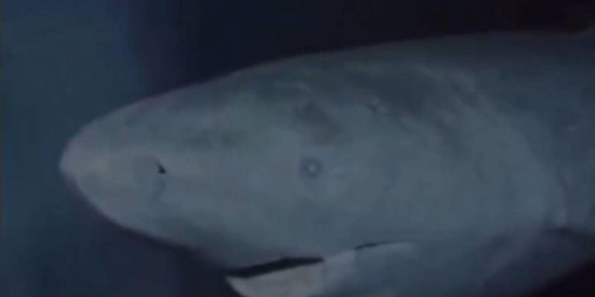 VIDEO: Captan a un tiburón de más de 300 años en el fondo del mar