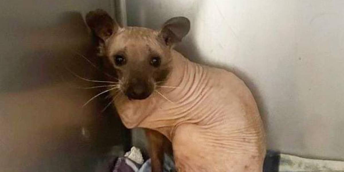 Pareja rescata un animal creyendo que era un gato sin pelo