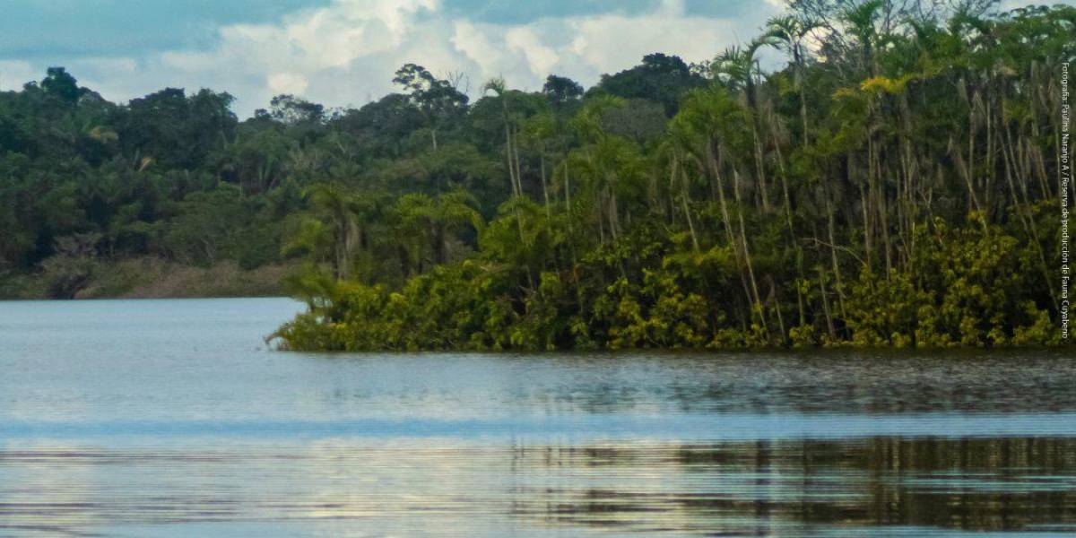 Una concentración récord de metales pesados se detecta en peces de la Amazonía