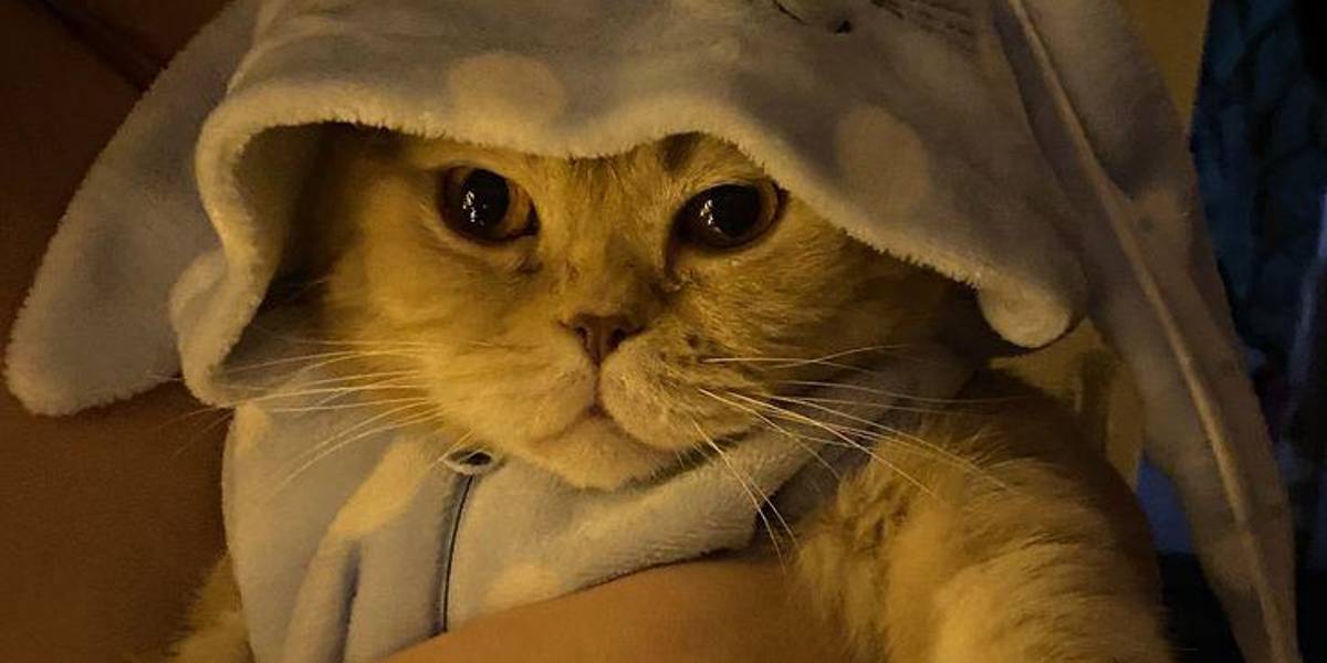 La ciencia lo confirma: tu gato te detecta por el olor