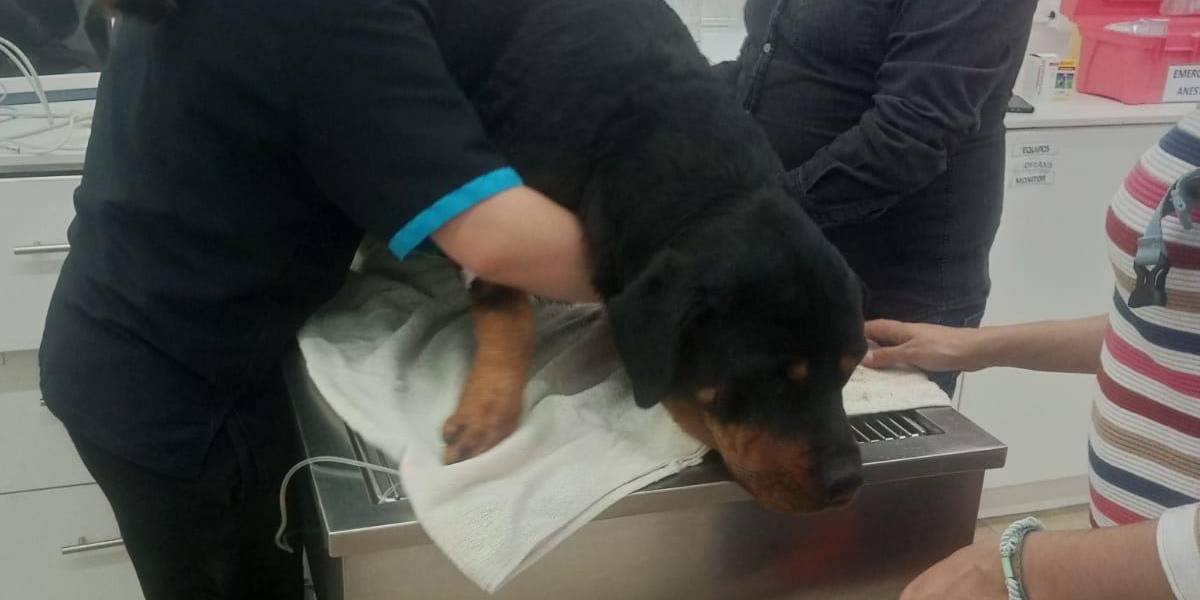 Quito: la historia de Kira, la perrita rottweiler que sobrevivió tras ser degollada