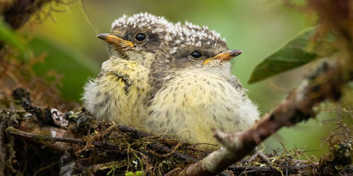 Nacen siete pájaros brujos en Galápagos, amenazados por la mosca vampiro aviar