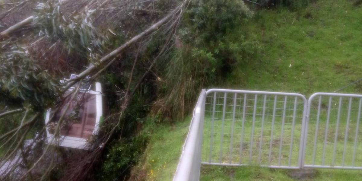 Quito: un árbol cayó sobre una cabina del Teleférico