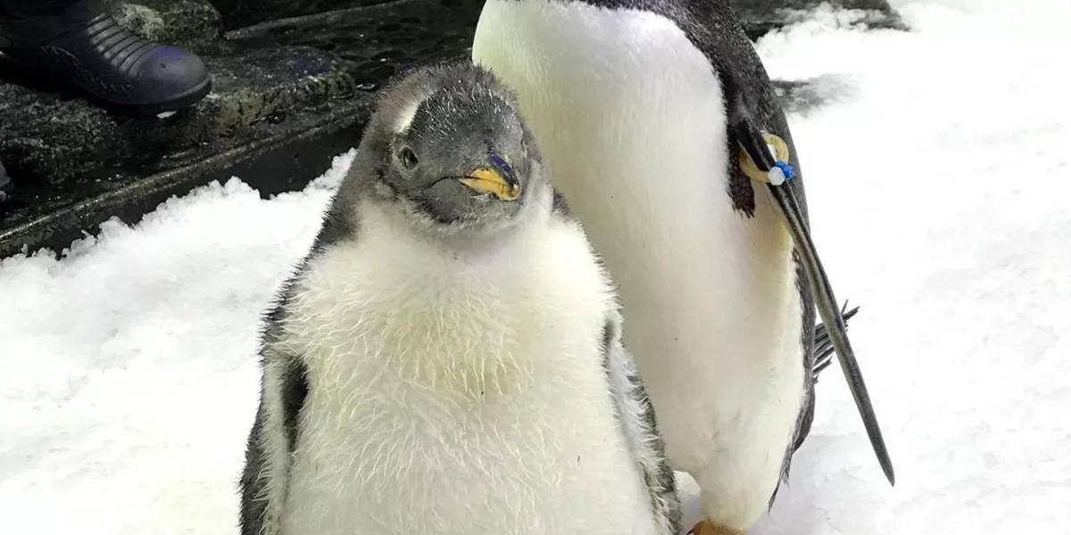 Muere Sphen, el famoso pingüino gay australiano que incubó una cría con su pareja Magic