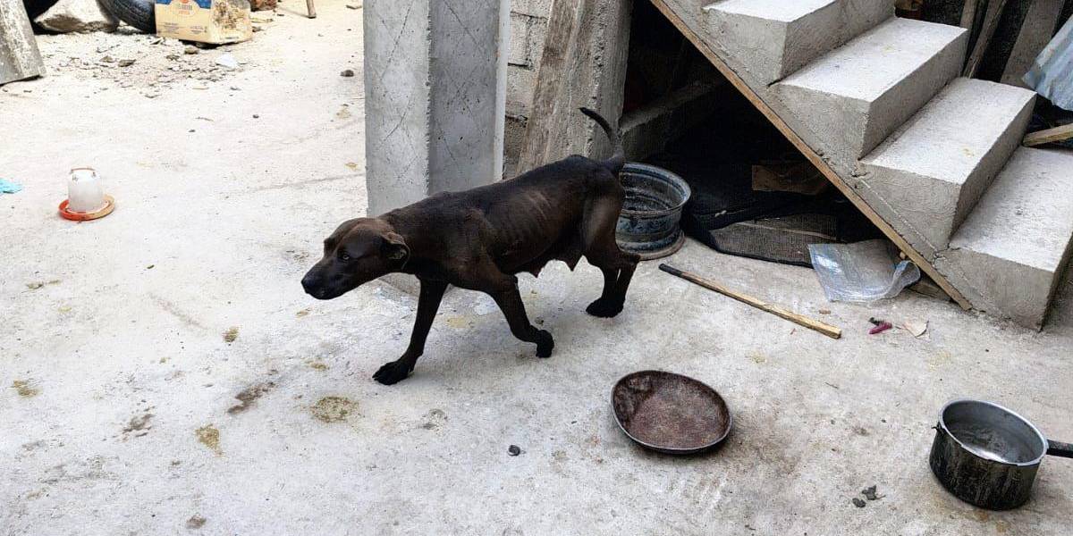 Una mujer será multada con USD 4 700 por maltrato animal, en Quito