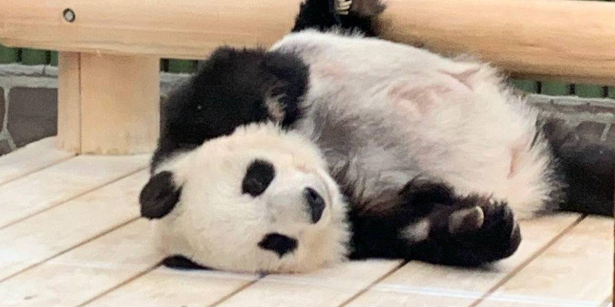 Muere la panda más longeva de Japón a sus 28 años