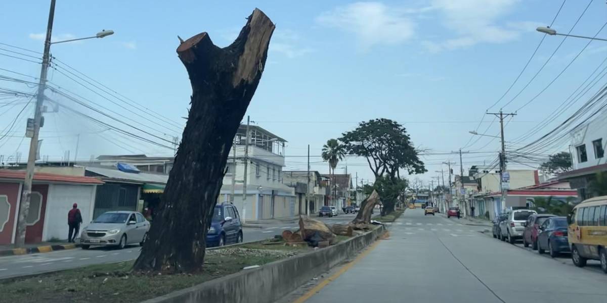 Municipio insiste que reemplazará árboles talados en el norte de Guayaquil