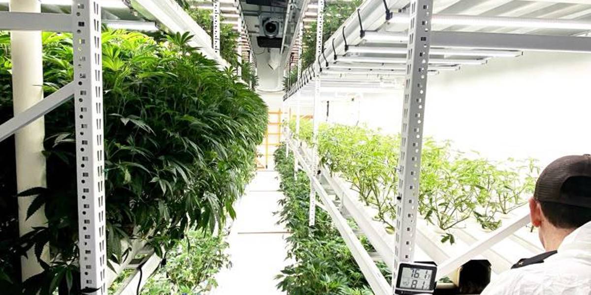 Nuevo síndrome asociado al cannabis alarma a expertos