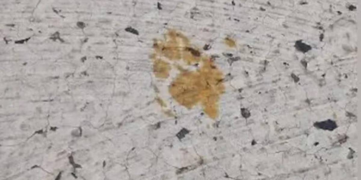 Video: Japón está en alerta por un gato que cayó en un contenedor de químicos