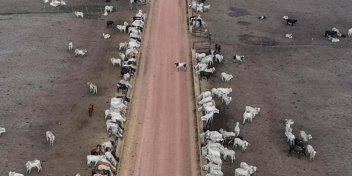 La ganadería sostenible podría frenar las emisiones de metano en Brasil, según ecologistas