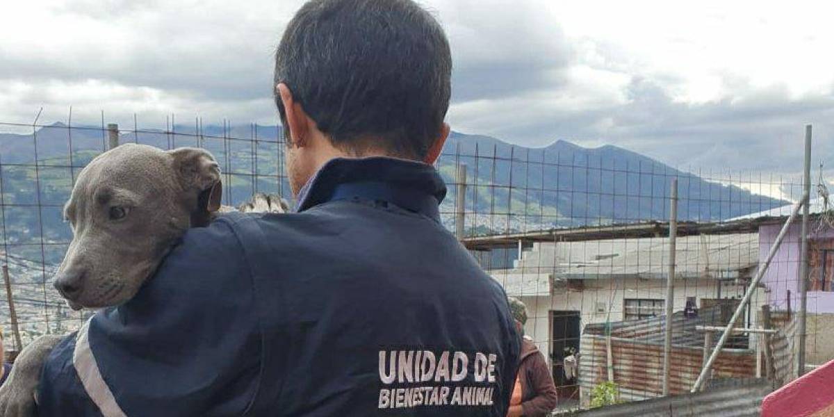 Quito: un perrito fue ahogado en una piedra de lavar en La Ferroviaria