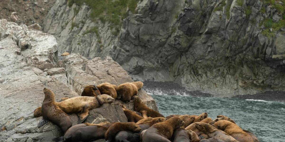 Leones marinos se refugian en el mar durante el terremoto de magnitud 8,8 en Rusia