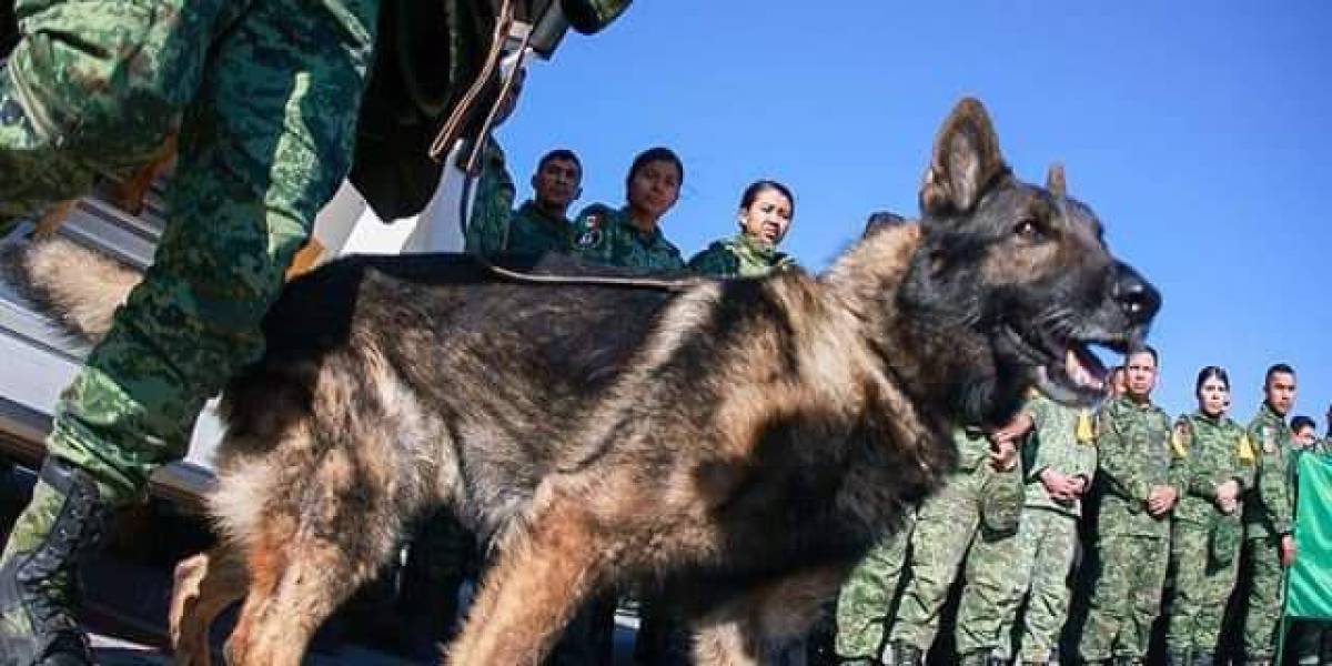 Proteo muere en Turquía, uno de los perros rescatistas; así fue la emotiva despedida