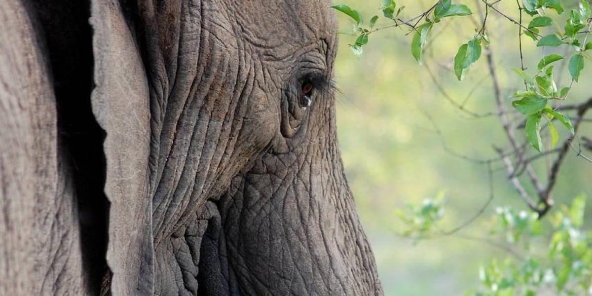Un elefante macho levantó un camión de safari en Sudáfrica, lleno de turistas