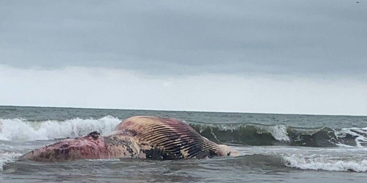 Aparece una ballena muerta en la orilla de General Villamil Playas