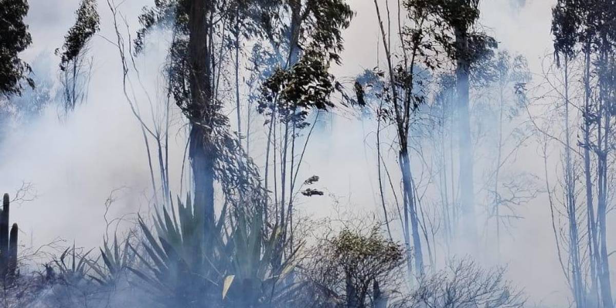 Incendios forestales Quito: el fuego consumió la naturaleza de Colinas de Bellavista