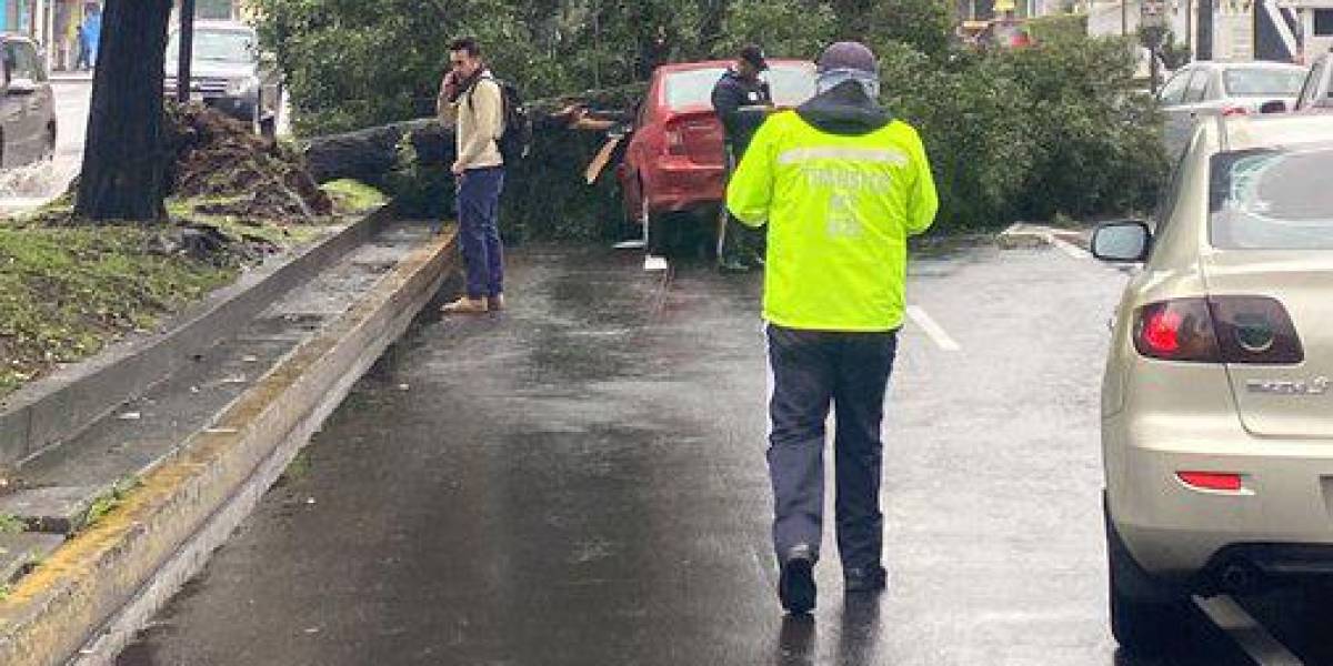 Quito: un árbol aplastó un vehículo en la avenida De los Shyris y El Telégrafo