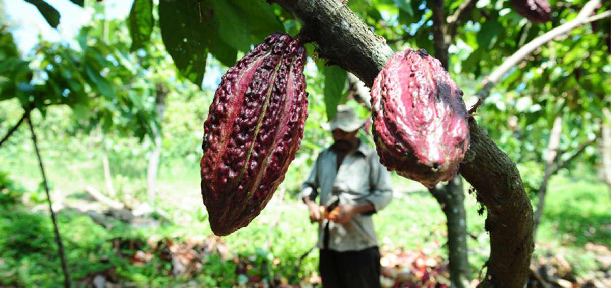 Ecuador, primer exportador de cacao de América avanza en la trazabilidad