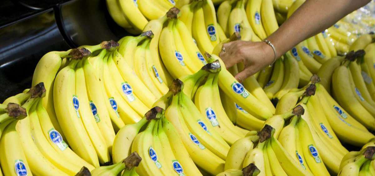 Convención del Banano analiza en Guayaquil la reactivación