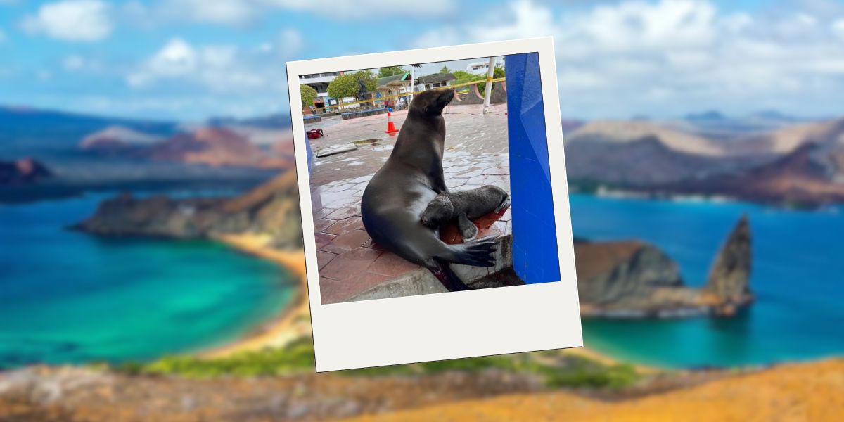 Una loba marina alumbró a su cría en el muelle de Santa Cruz, Galápagos