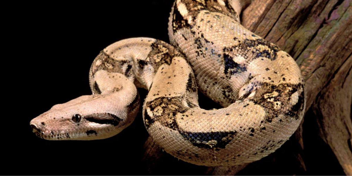 Boas constrictoras: ¿Cómo son y por qué no deberíamos temerles?