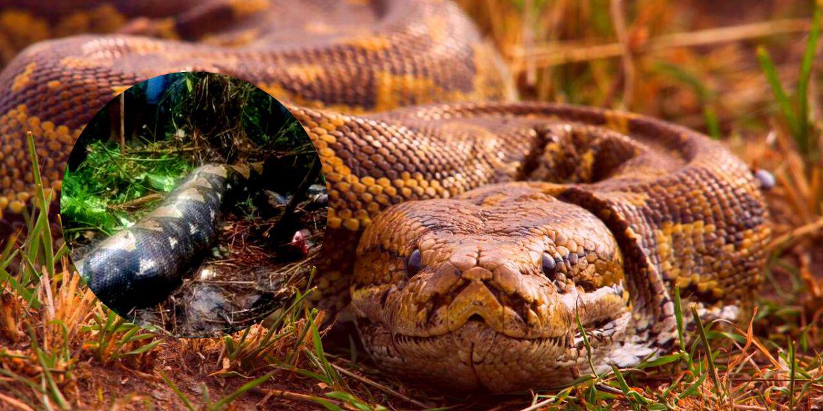 Serpiente pitón devoró a mujer en Indonesia; la hallaron en el estómago del animal
