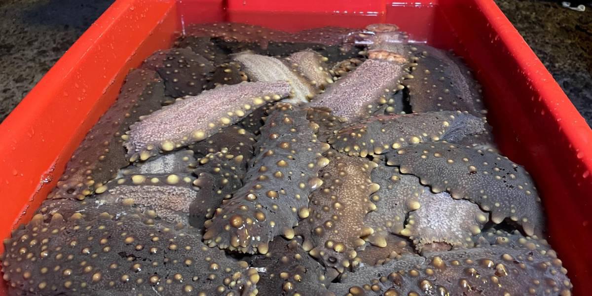 Ecuador anuncia la apertura de la pesca controlada de pepino de mar en Galápagos