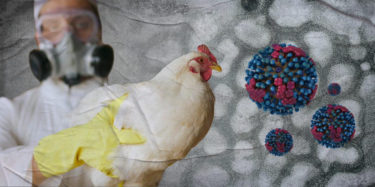 Influenza aviar en Ecuador: al menos 180 mil animales serán sacrificados