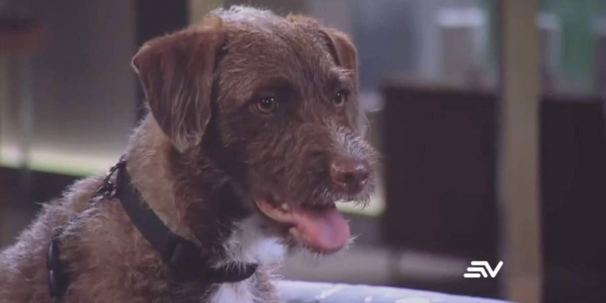 ¡De la calle a la TV! Grillo, el perrito rescatado que conquista en Los García