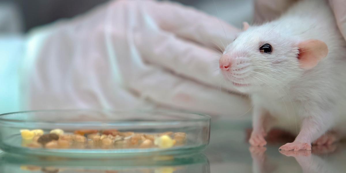 Chile prohíbe experimentar con animales para fines cosméticos