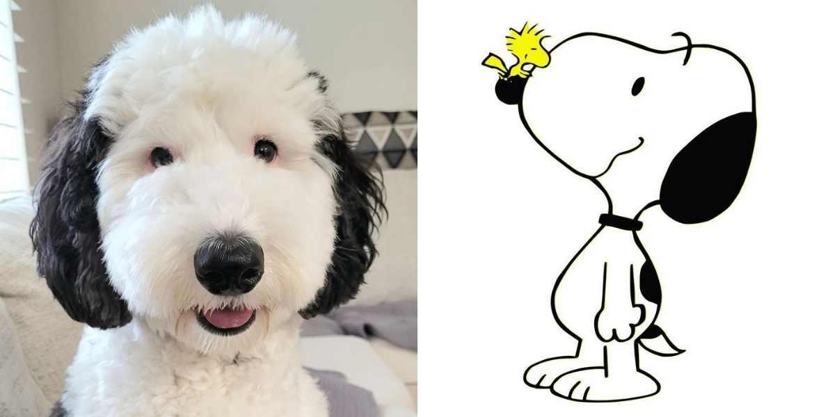 ¡Snoopy sí existe! Conoce al perro que es igualito al de los dibujos animados