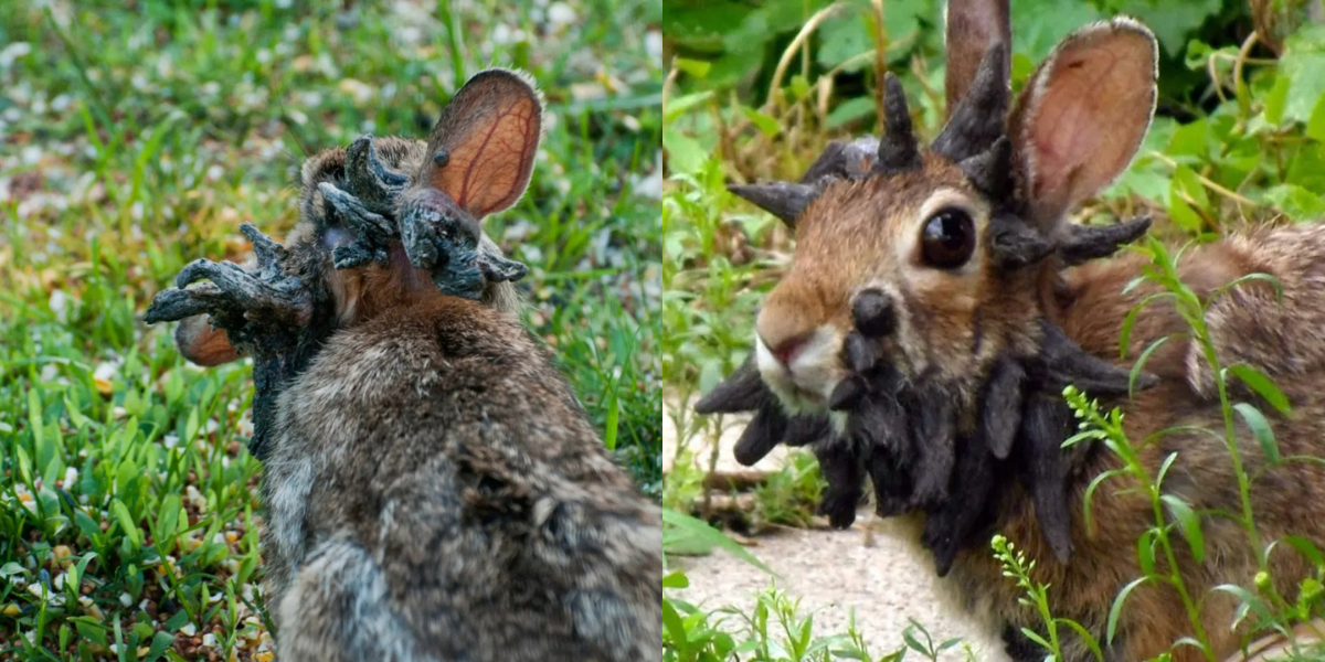 Conejos con tentáculos, la realidad detrás del papiloma de Shope